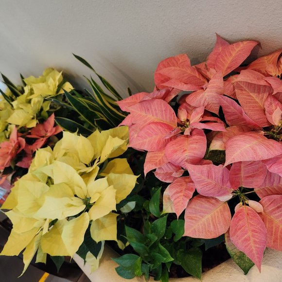 Meet your Posher, Lynn - Picture 2 of 2